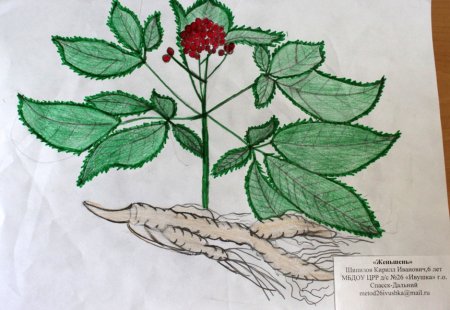 Женьшень цветок рисунок