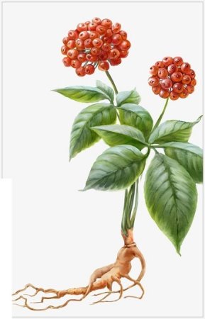 Корни женьшеня Фармакогнозия