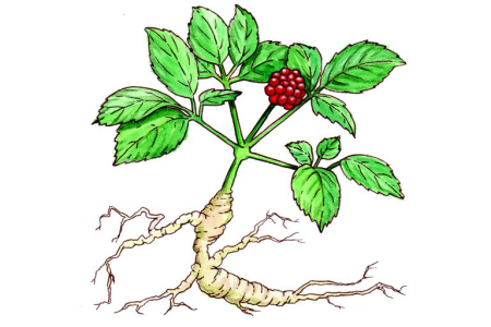 Корни женьшеня Фармакогнозия