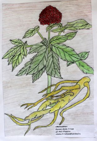 Красная книга Приморского края женьшень