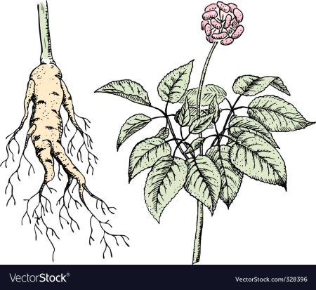 Женьшень обыкновенный корень