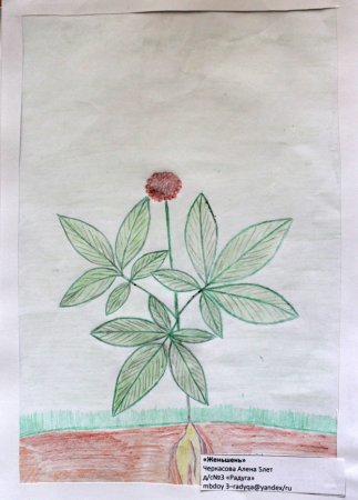 Женьшень цветок рисунок для детей 1 класса