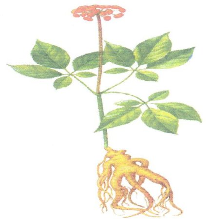 Женьшень Брянск