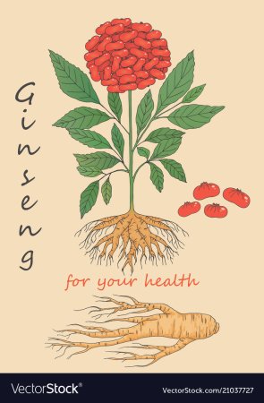 Нарисовать женьшень