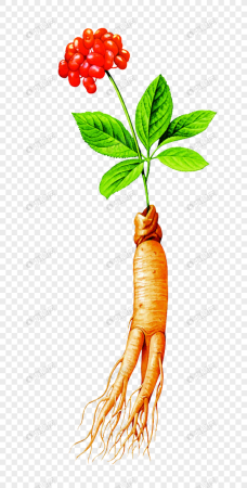 Женьшень рисунок