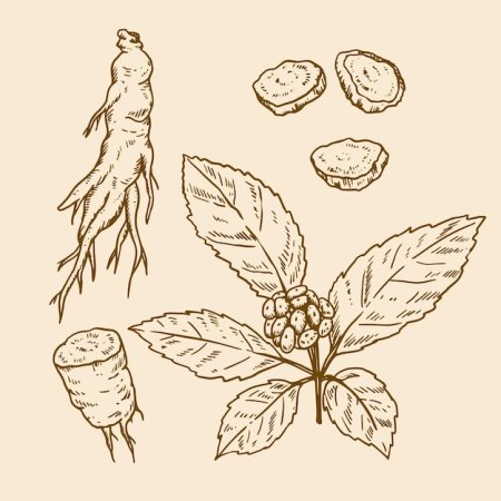 Женьшень логотип