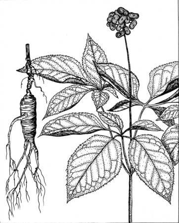 Женьшень раскраска