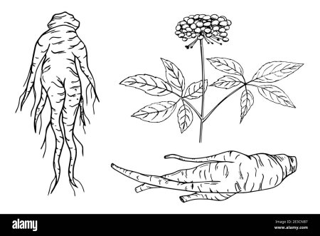Женьшень элеутерококк заманиха