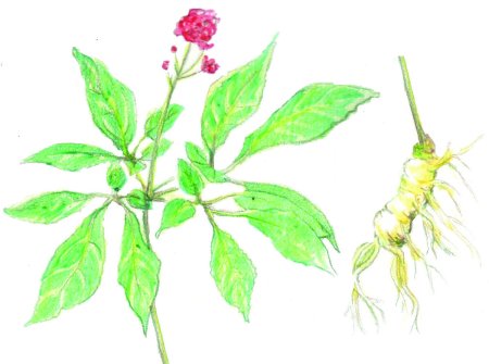 Женьшень раскраска