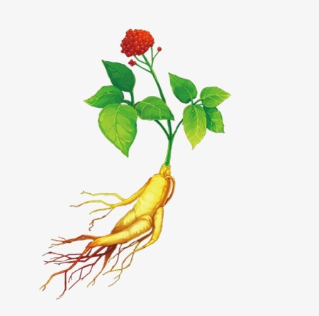 Женьшень силуэт