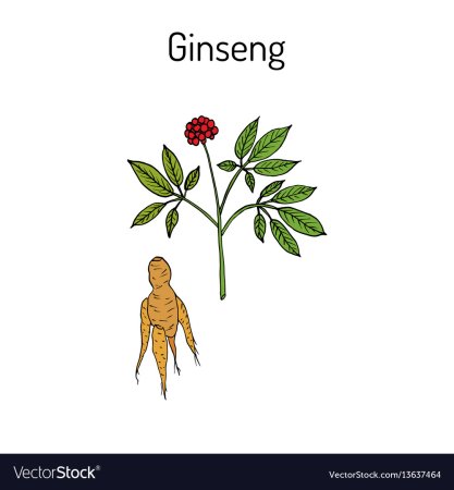 Красный женьшень для детей