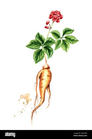 Женьшень обыкновенный нарисовать