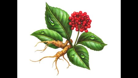 Женьшень черно белый