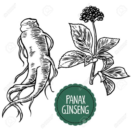 Корень женьшеня вектор