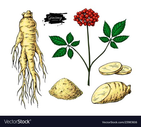 Женьшень стилизация