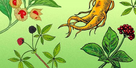 Стебель женьшеня