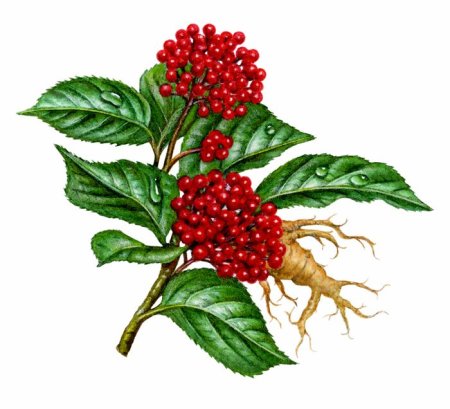 Женьшень для детей