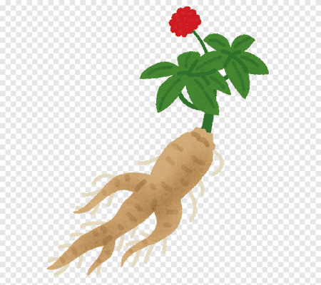 Женьшень лекарственная трава