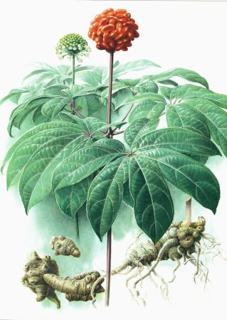 Нарисовать женьшень