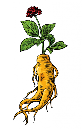 Корень женьшенярискнок