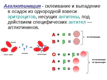 Механизм агглютинации эритроцитов