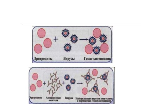 Агглютинация примеры