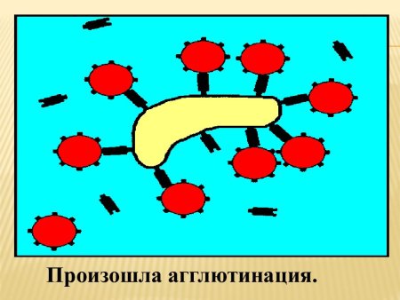 Агглютинины и агглютиногены крови агглютинация