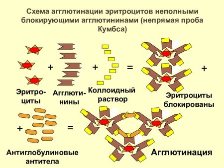 Антитела к антигенам эритроцитов