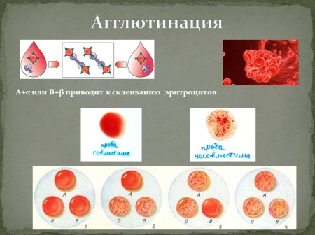 Реакция агглютинации схема