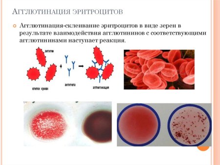 2 Группа крови
