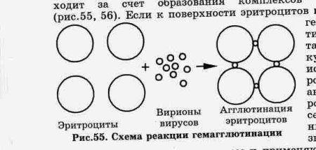 Ориентировочная реакция агглютинации