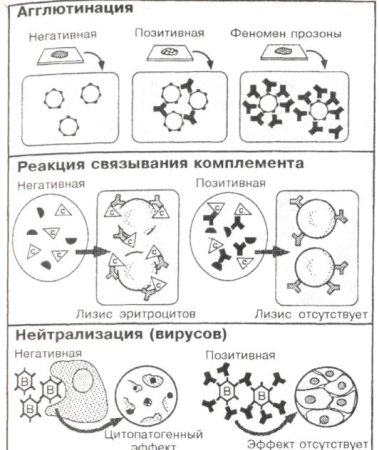 Реакция прямой гемагглютинации микробиология
