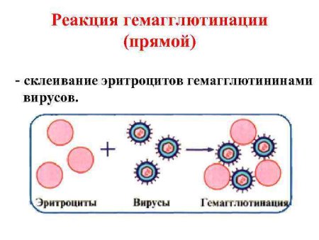 Агглютинация 4 группы крови