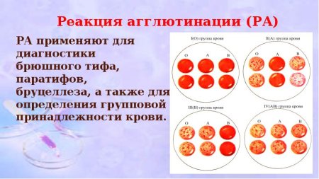 Лабораторное определение группы крови
