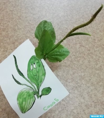 Рисование подорожник