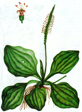 Подорожник малый