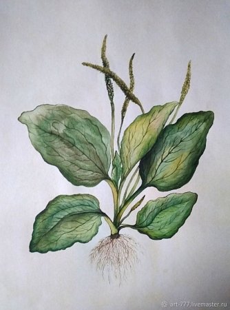 Ботаническая акварель подорожник