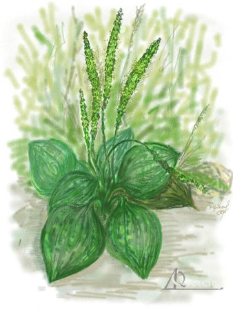 Подорожник акварель