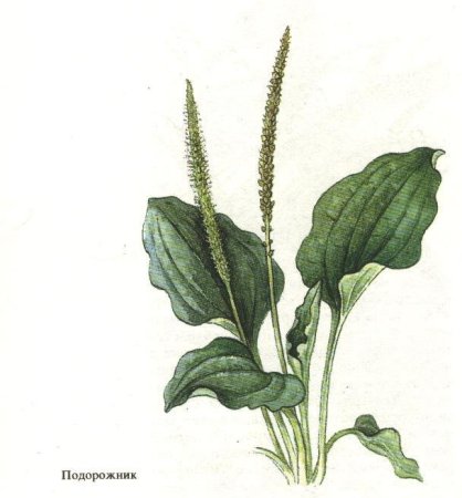 Подорожник растение