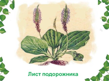 Подорожник рисунок