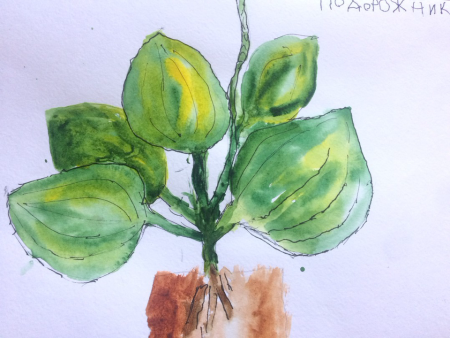 Подорожник акварель