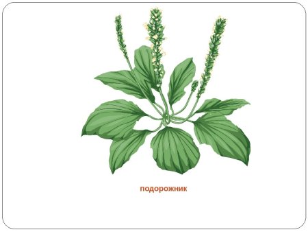 Подорожник для детей