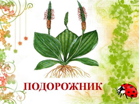 Лекарственные растения для дошкольников