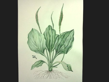 Подорожник карандашом