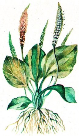Подорожник лекарственный