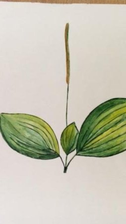 Подорожник для детей