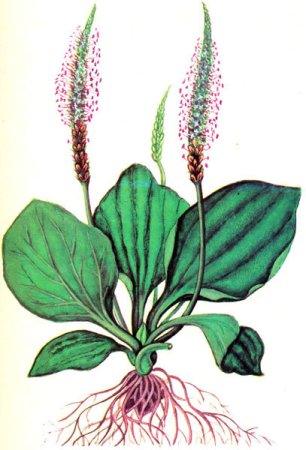 Подорожник зарисовка