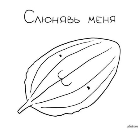 Лист подорожника рисунок