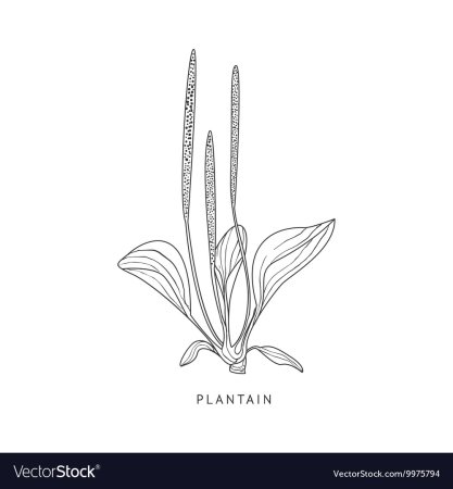 Подорожник раскраска для детей