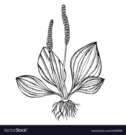 Подорожник большой Фармакогнозия